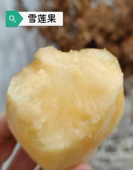 为什么雪莲果叫雪莲果 雪莲和雪莲果不一样吗