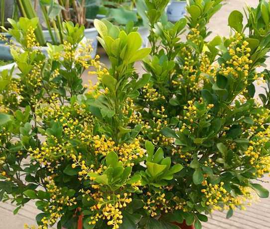 什么花能让屋里有香味 室内带香味的花有哪些