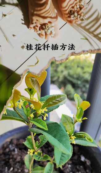 桂花什么时间扦插能活 桂花几月份扦插最好