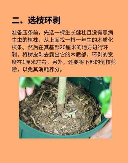 米兰繁殖压条用什么土 米兰要怎样压条繁殖