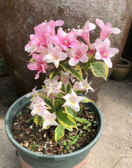 花叶锦带什么时间开花 锦带花什么时候开花 如何促进锦带花开花