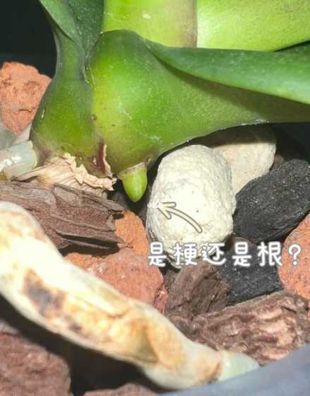 蝴蝶兰怎么不出花茎 蝴蝶兰什么时候长出花茎