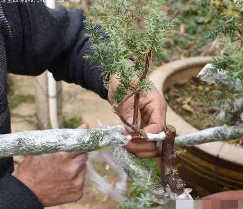 嫁接侧柏用什么做砧木 地柏的养殖方法和注意事项是什么