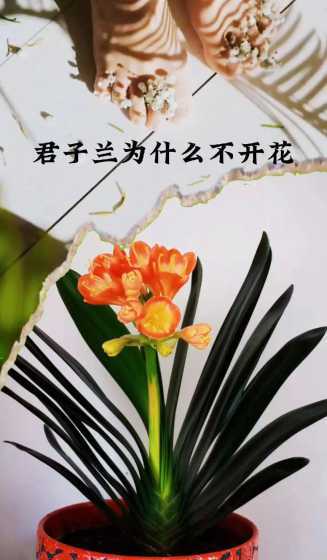 君子兰为什么不敢花呢 君子兰开花为什么不出花挺
