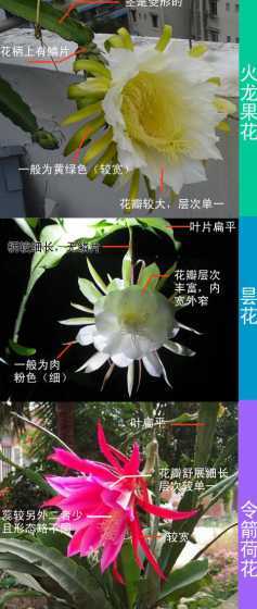 怎么辨别昙花是否开花 如何辨别昙花何时开花