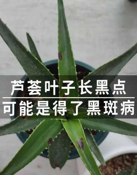 芦荟叶子长黑点怎么办 芦荟长黑点怎么处理