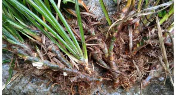 什么品种的菖蒲容易养 菖蒲品种哪个名贵