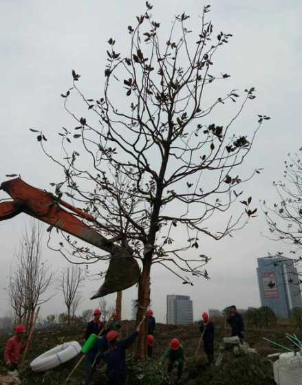移栽广玉兰苗怎么修剪 广玉兰种植方法