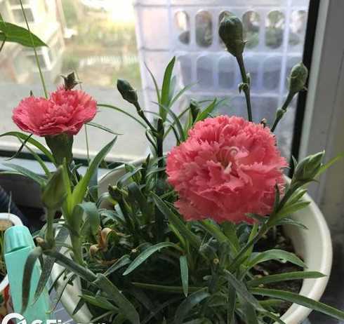 康乃馨开花后怎么处理 康乃馨开完一茬花,应该怎么去处理,越开花会越多