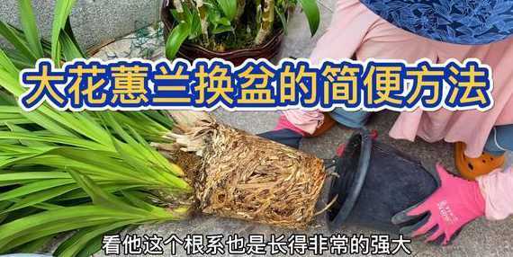 兰花换新盆要注意什么 兰花换盆时间以及注意事项
