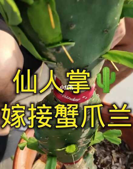 仙人掌和蟹叶怎么架接 蟹脚莲和仙人掌怎么嫁接