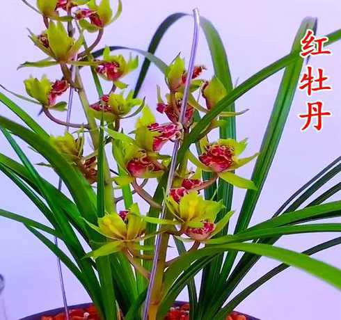 兰花为什么开花时间长 兰花开花期间什么原因引没开几天就落花