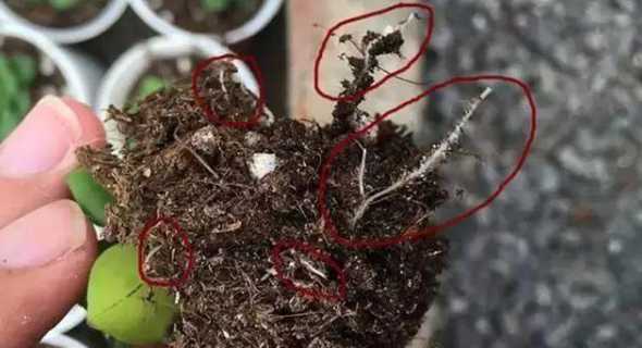 多肉硬刷刷根会怎么样 螃蟹怎么清洗干净