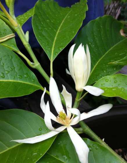 白兰花不开花怎么回事 玉兰花不开花原因
