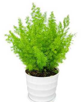 冬季什么盆栽耐寒好养 适合冬季养的盆栽植物