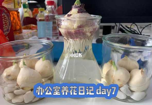 怎么养花才能生长的快 养花技巧,怎么样才能让植物长得更快