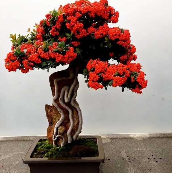 火棘盆景春天怎么浇水 火棘盆景的栽培技术