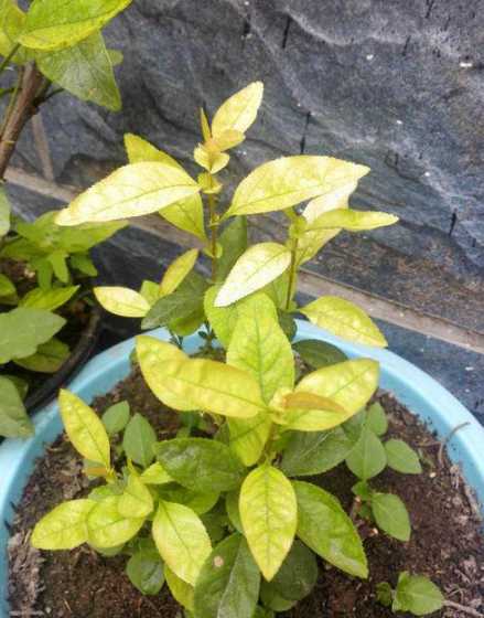 盆栽海棠花为什么黄叶 海棠花黄叶是什么原因,叶子发黄是怎么回事