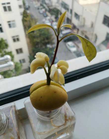 牛油果开花是什么原因 怎么能让牛油果开花,种牛油果树怎么快开花