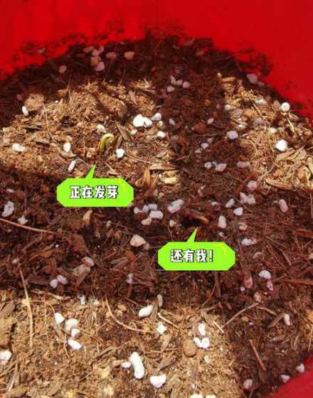 波斯菊盆栽种子怎么种 波斯菊种子怎么种植到花盆