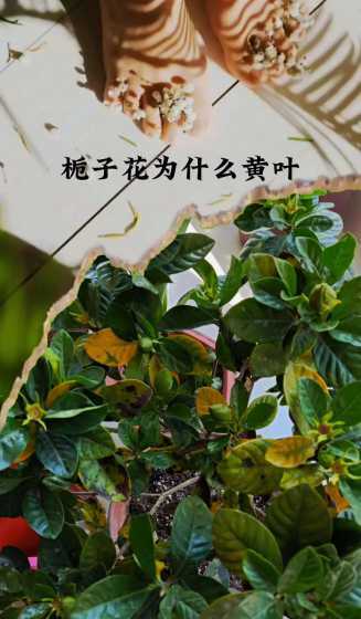 养的花为什么叶子会黄 养花为什么叶子发黄