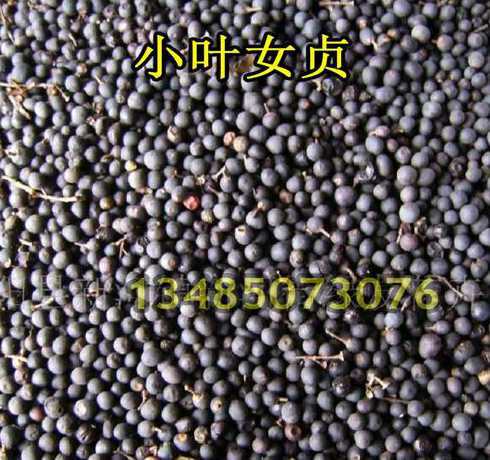 女贞树种子有什么用途 女贞树的作用