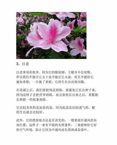 杜娟花怎么养家庭养法 杜娟花如何养