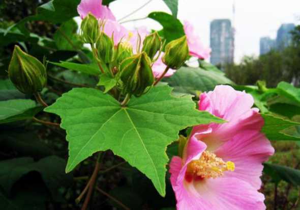芙蓉花叶子像什么形状 芙蓉花叶子长的小不像人家叶长的大怎么回事是缺什么吗