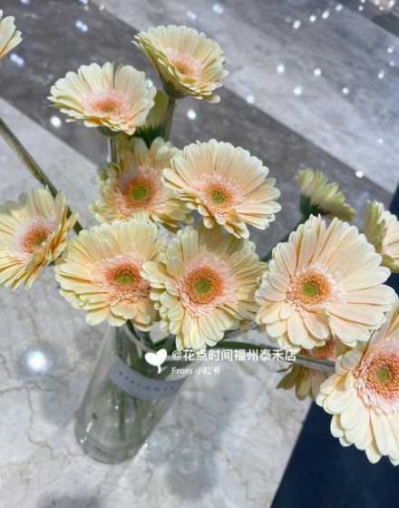 今年为什么扶郎没有花 扶郎花的花语和寓意