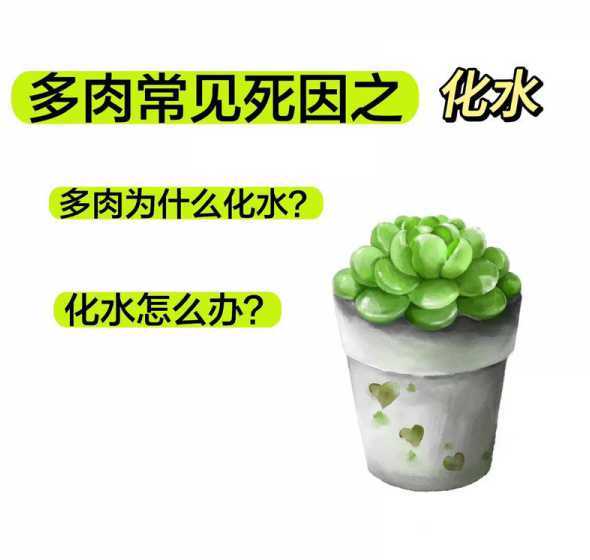多肉的叶子化水怎么办 宝莲灯多肉化水了怎么救