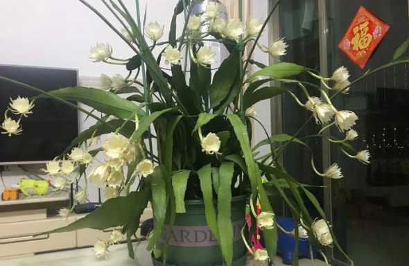 昙花什么季节换盆合适 昙花什么时候换盆最好,在几月份换盆合适