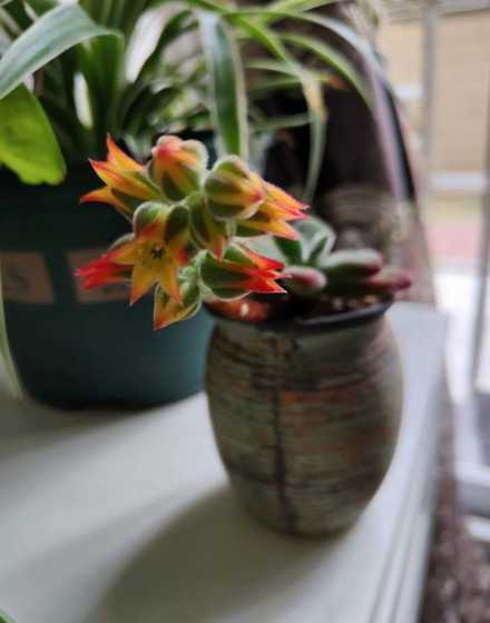 锦晃星开花怎么剪 锦晃星开花要不要剪掉花剑
