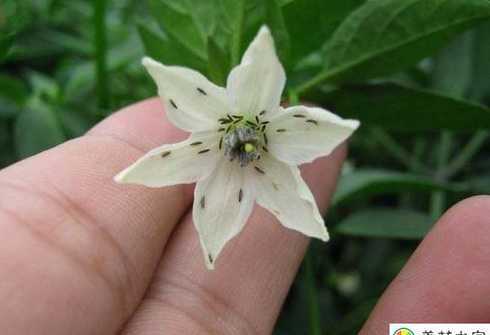 茉莉花苞为什么都掉了 茉莉花为什么总是掉花苞呢