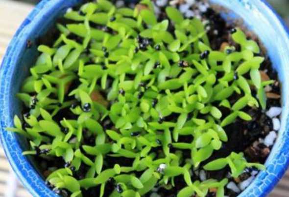 春天用什么种子做盆栽 春天哪些植物做组合盆栽好