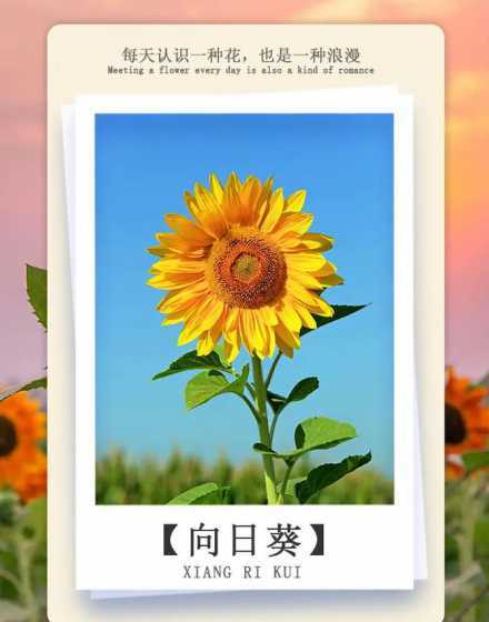什么花花语是希望美满 什么花的花语是快乐、幸福、阳光