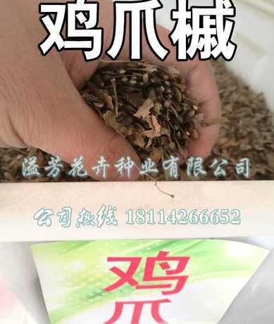 鸡爪枫种子什么时候播 日本红枫种子什么时候播种最好