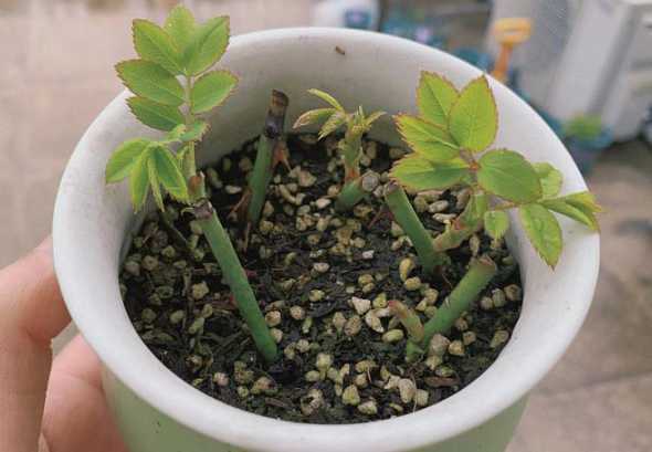 什么花可以根下出小苗 请问这是什么花