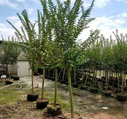 五公分紫薇多少钱一棵 大花紫薇多少钱一颗