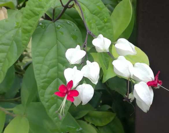龙吐珠为什么不开花了 龙吐珠不开花什么原因