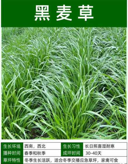 黑麦草和什么草交替种 黑麦草用作草坪种植是一年生的还是多年生的啊