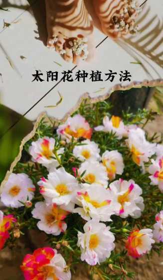 太阳花大热天怎么浇水 太阳花浇水过多怎么办