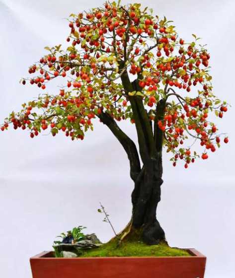 盆栽挂果是用什么技术 适合种植盆栽苹果的基本方法