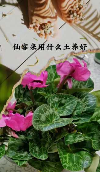 仙客来花需要什么土壤 仙客来用什么土养好
