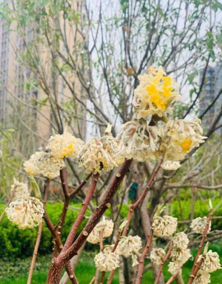 为什么冬天的花没叶子 梅花为什么没有叶子