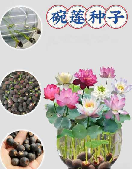 碗莲种子泡多久可以种 碗莲种子多久发芽,发芽后怎么种