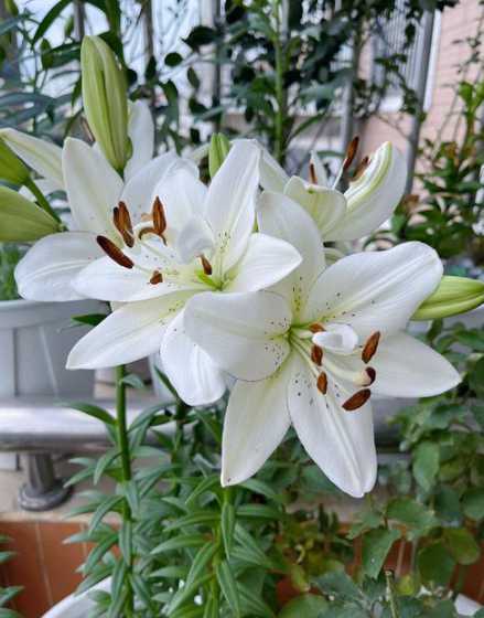 怎么样让百合花多开花 百合花怎么养开花多