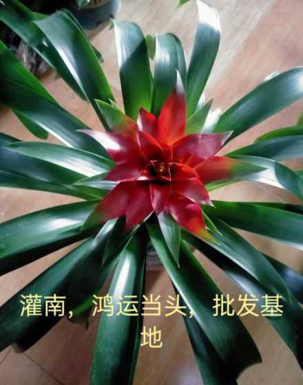 鸿运当头花怎么移花盆 鸿运当头花怎样移植