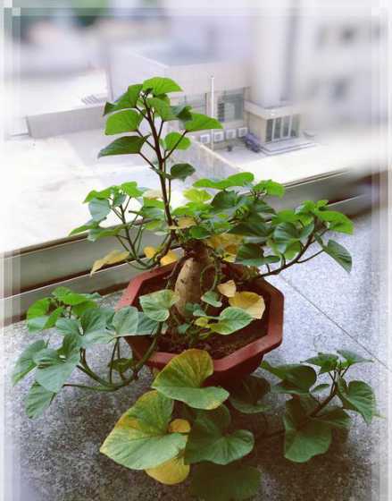 地栽的花上盆注意什么 怎样给深盆栽种的花换土