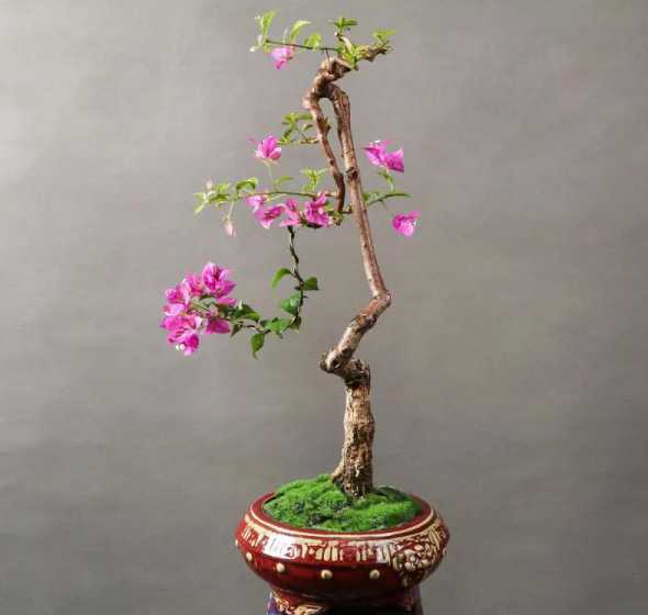 三角梅盆栽效果怎么样 三角梅用什么盆栽好