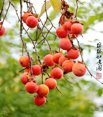 柿子开什么形状的花坛 校园花坛景色优秀作文
